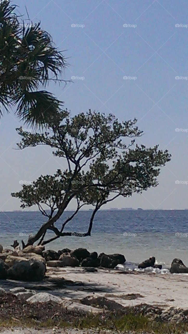beach tree
