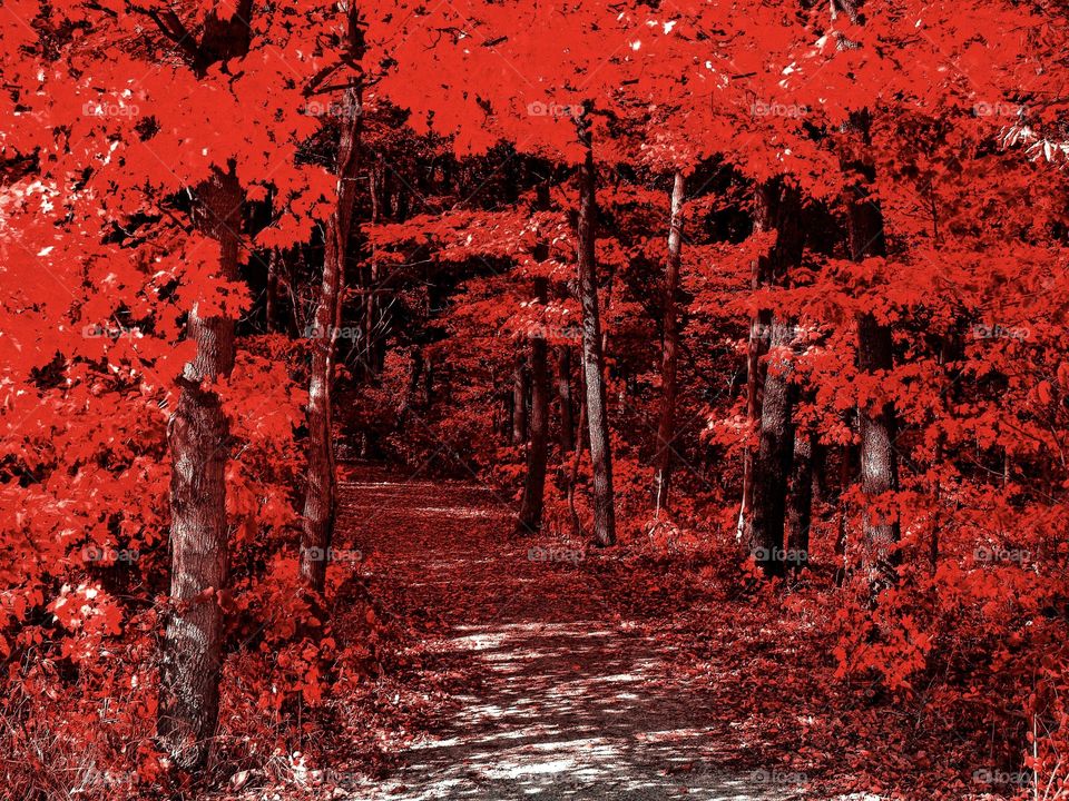 Beautiful trees in fall