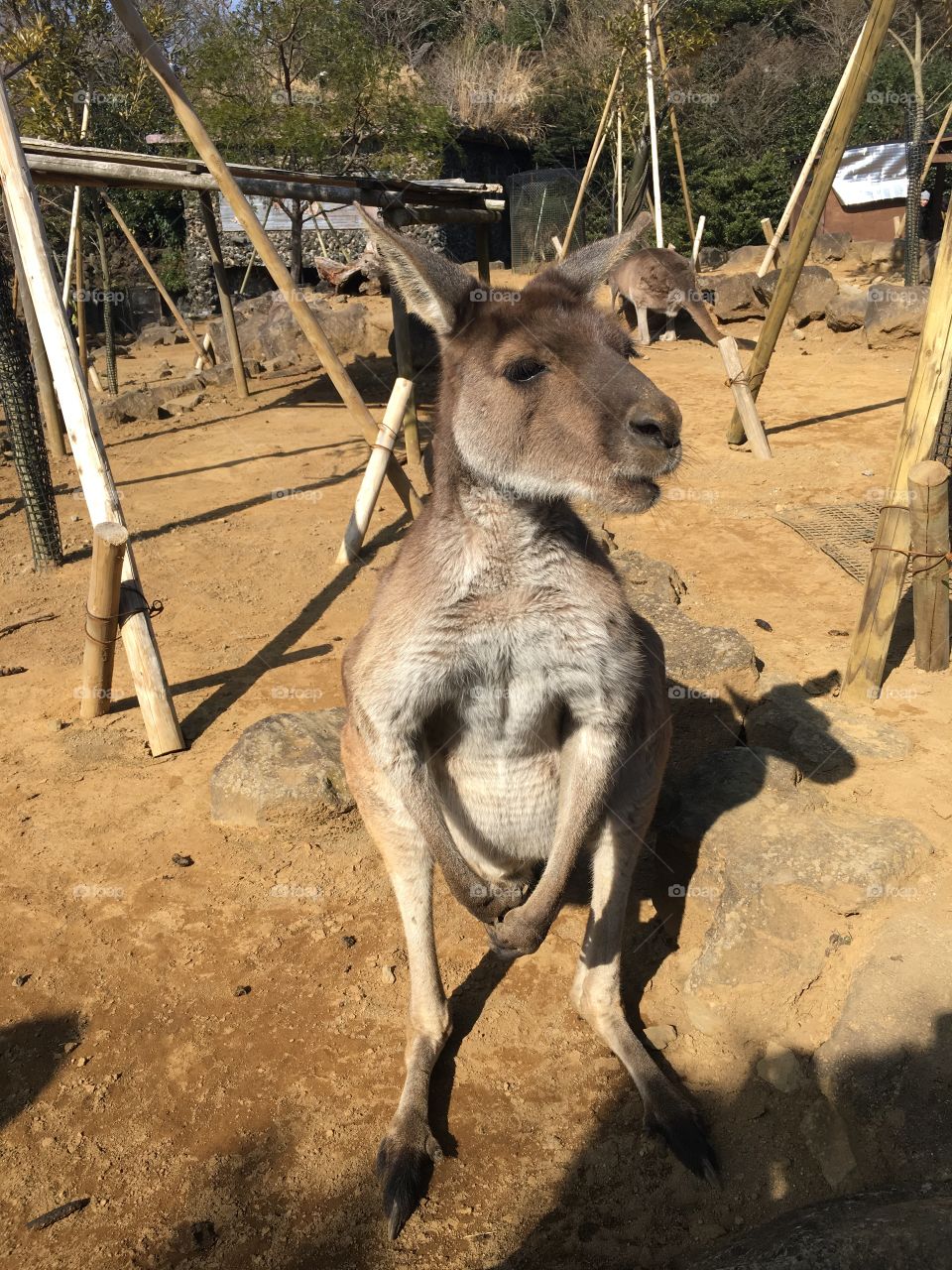 Kangaroo 
