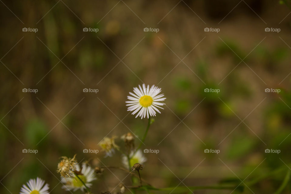 Nature, Flower, No Person, Flora, Summer