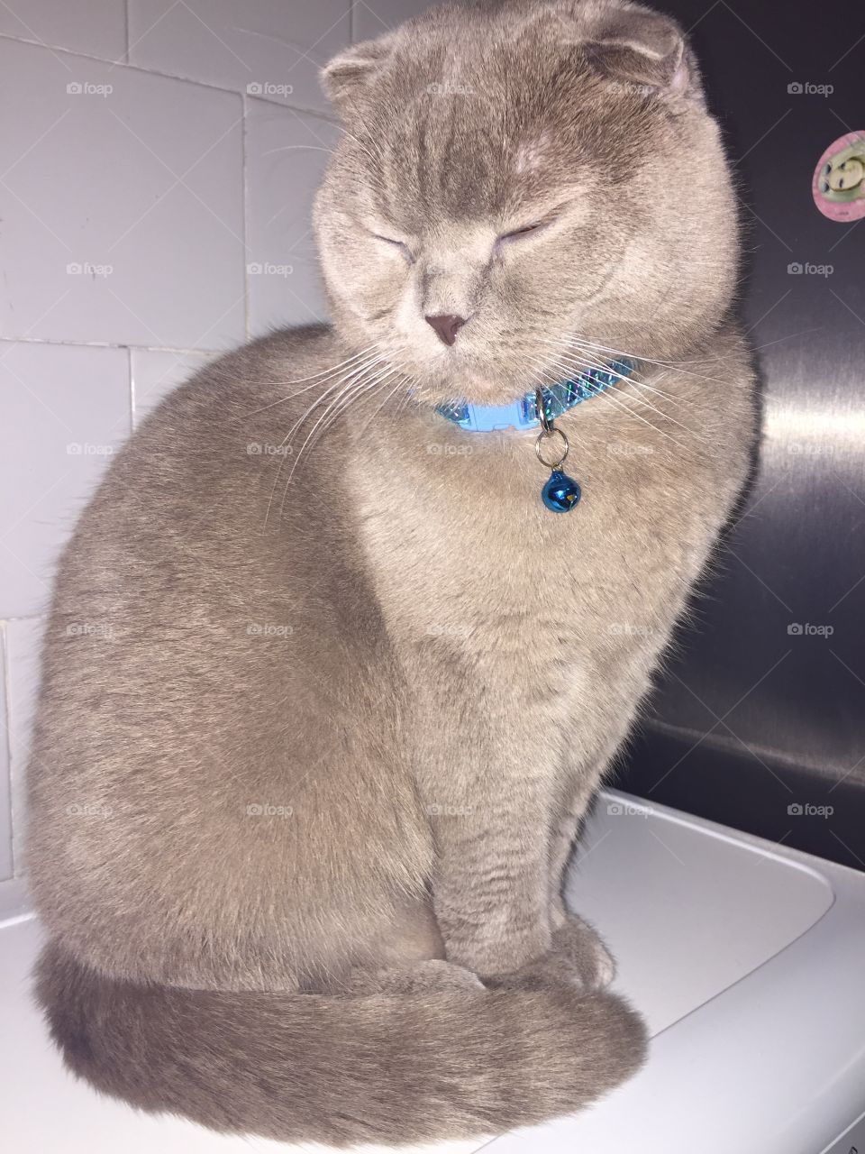 beautiful scottish fold cat