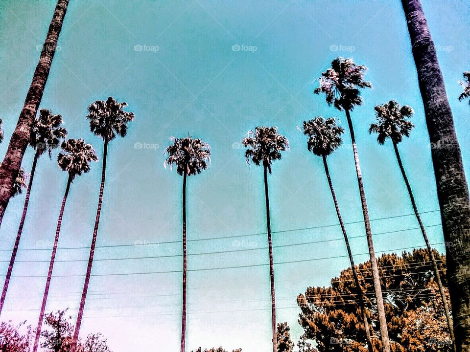 Palm Trees in a Row