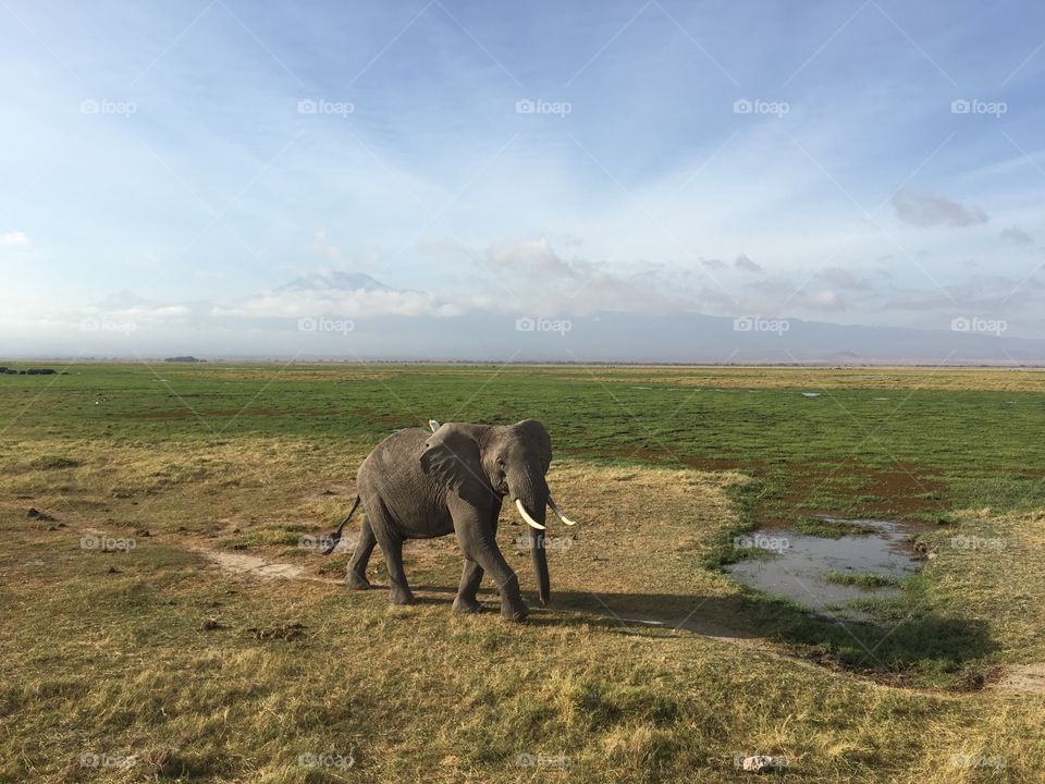 A bird hitches a ride on the back of a giant bull elephant with a Mount Kilimanjaro backdrop 