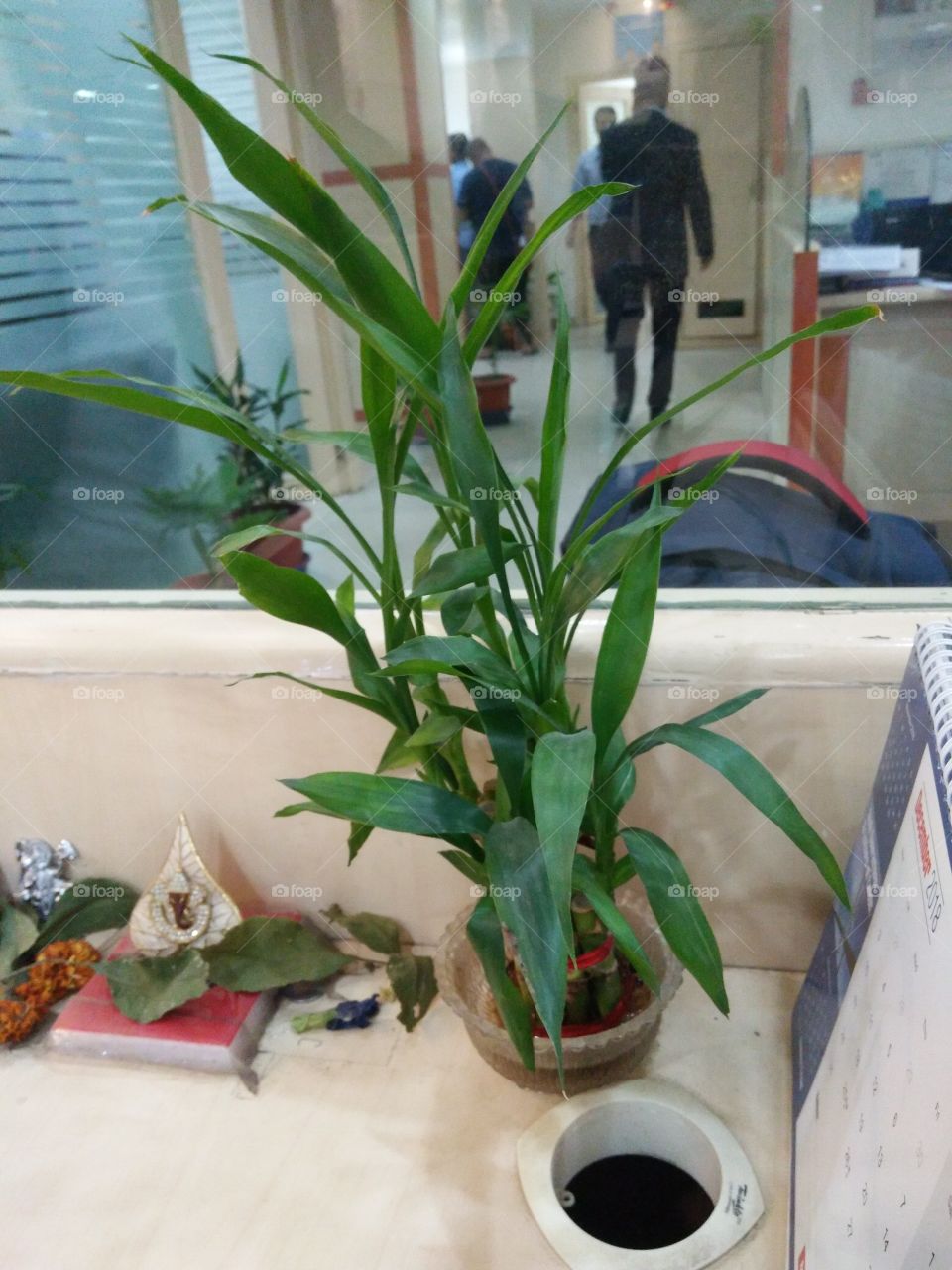 Lucky bamboo decorative plant for indoor