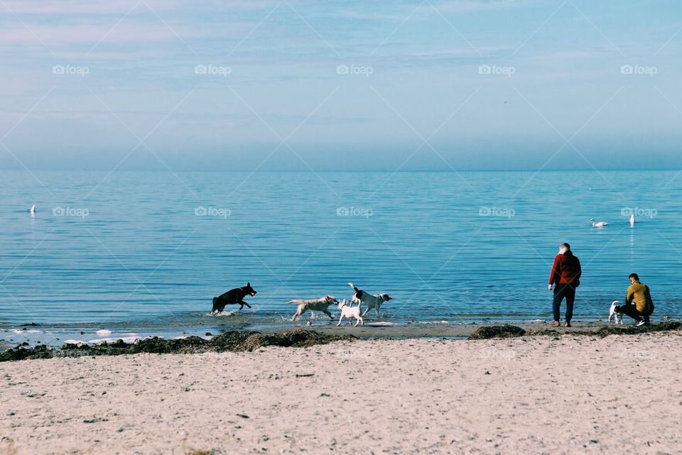 Dog meeting by the beach.