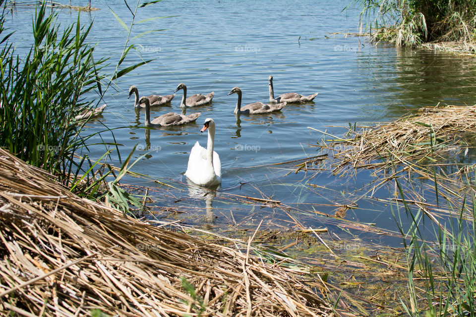 Swans and ducks on the lake