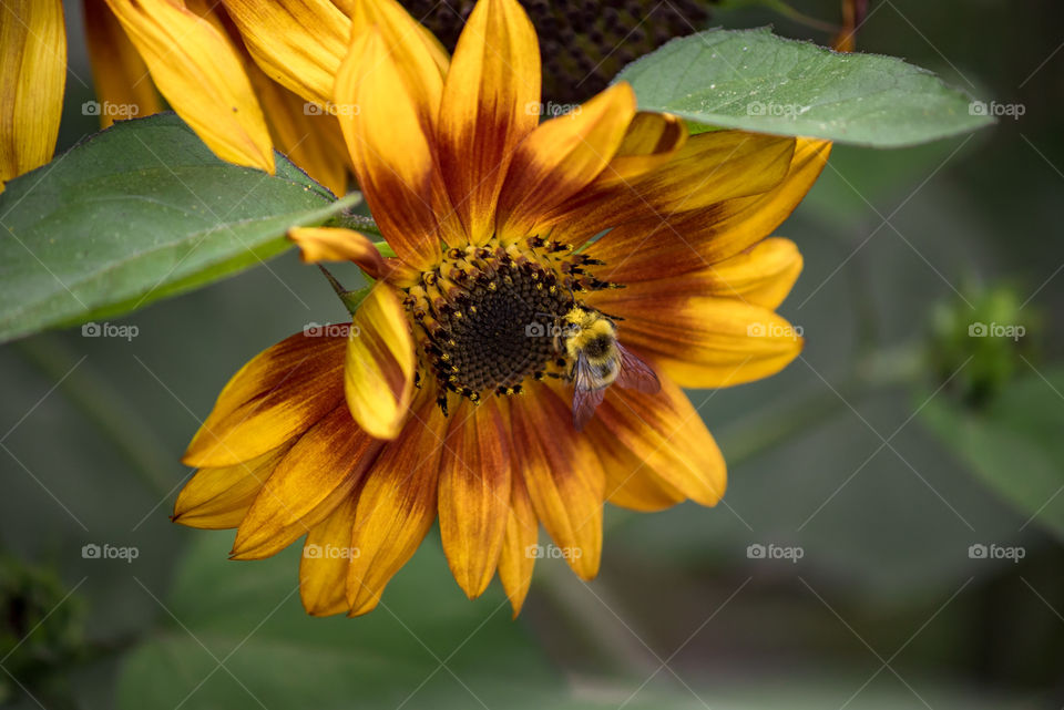 sunflowers bees and bumblebees