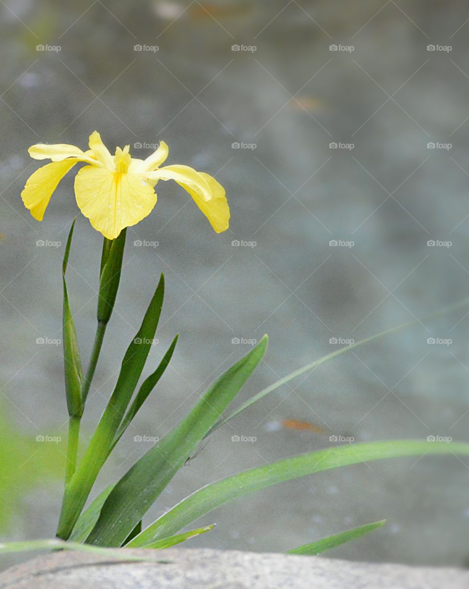 Flower, Nature, Flora, Daffodil, Leaf