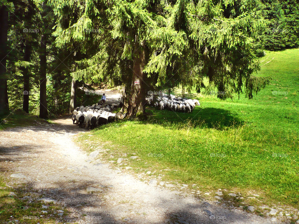 sheep in Tatra mountain