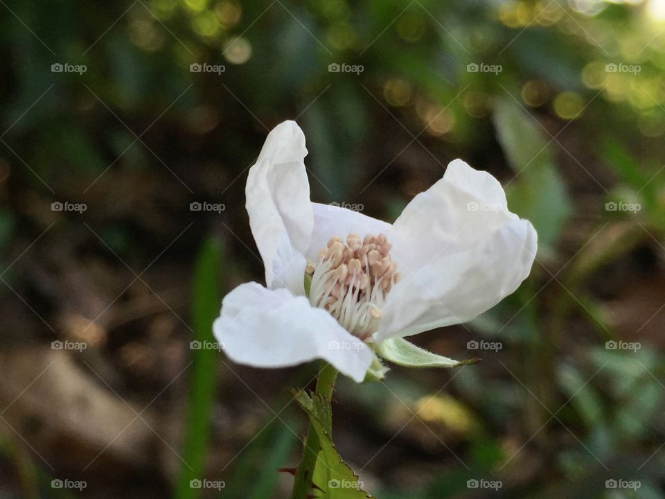 White flowers in springtime