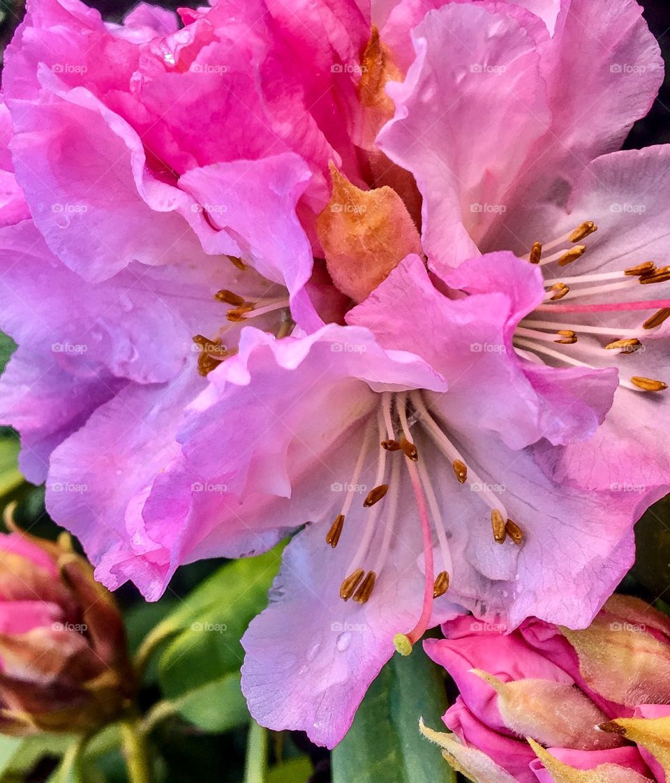 Waterdrops on pink flower