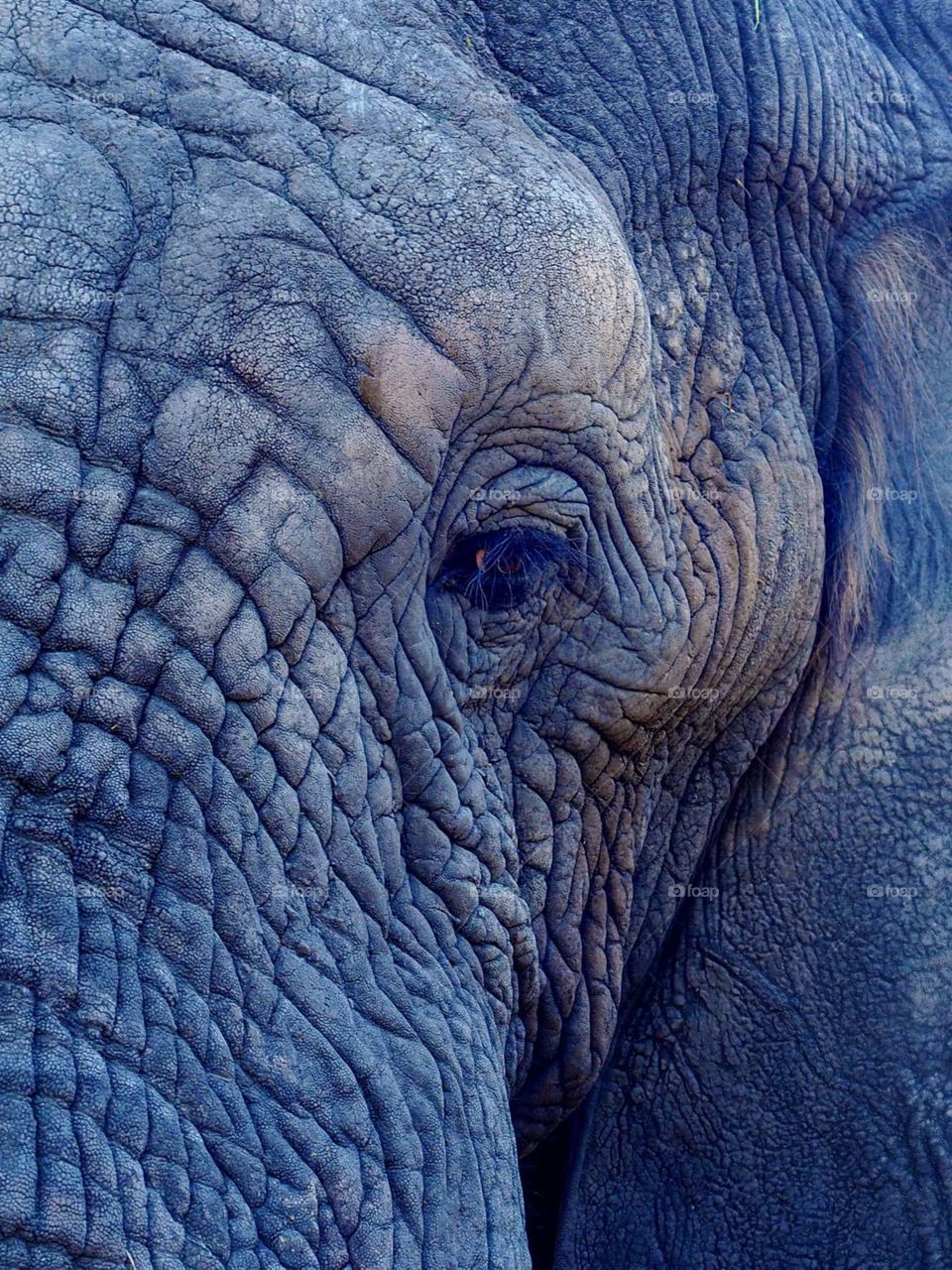 eliphant eyes