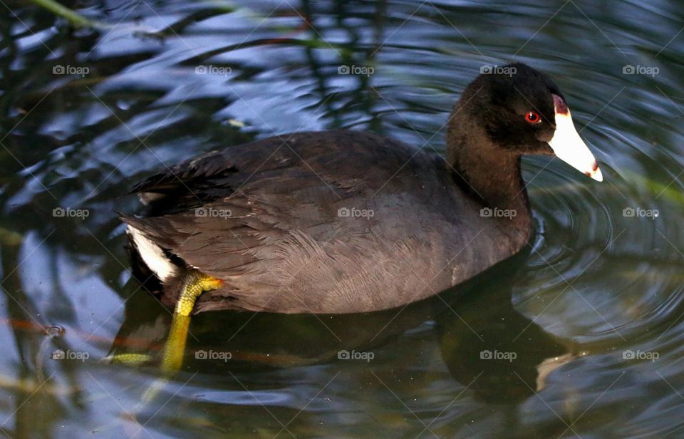 A Coot in the Water