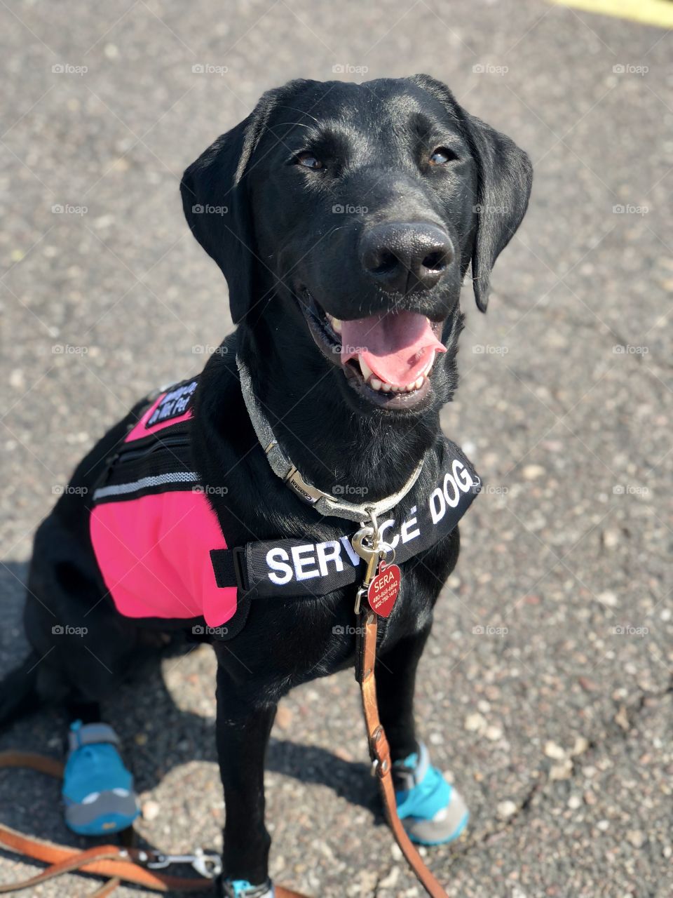 Henderson’s Sweet Serendipity CGC CGCA “Sera” - Sera, a 1.5 year old black Labrador Retriever, is a Service Dog in Training. She is wearing shoes or ‘booties’ to protect her paws from the hot asphalt here in Arizona. 