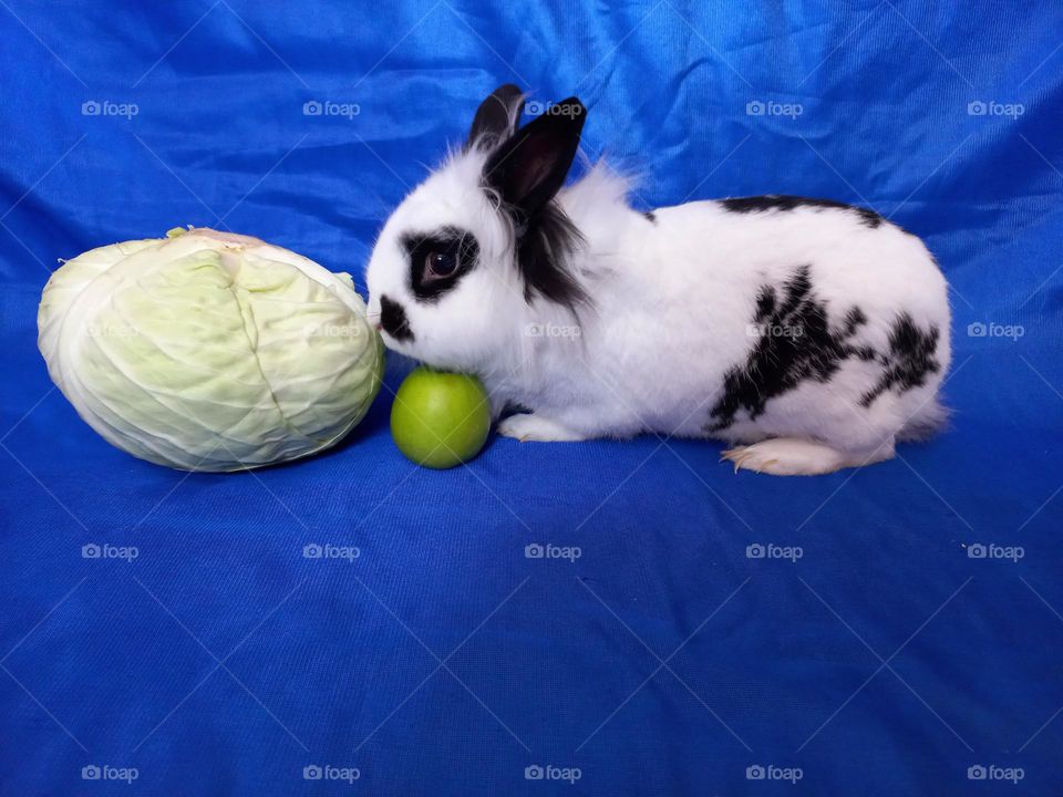 rabbit and apple