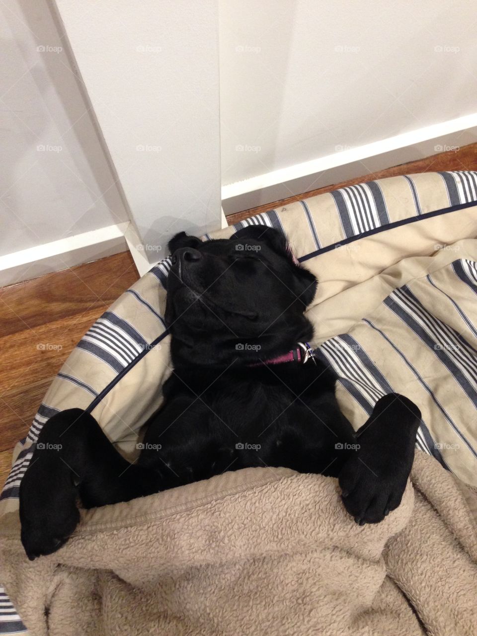Dog sleeping on back, under blanket, dog bed,Sleeping on bed, Snuggles, Snuggling,  Labrador,  black Labrador, retriever, man's best friend, Peggy Pearl 