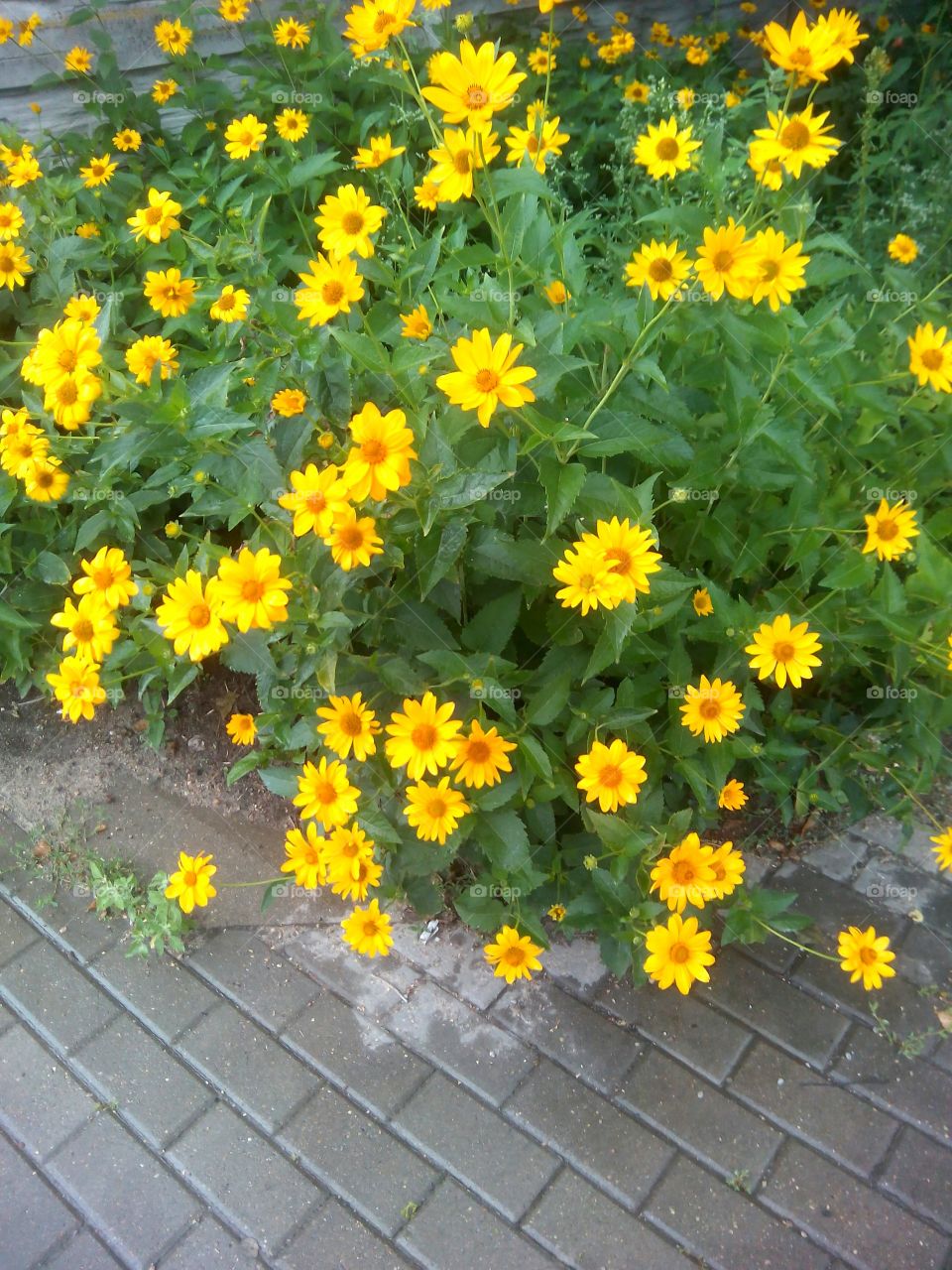 yellow flowers