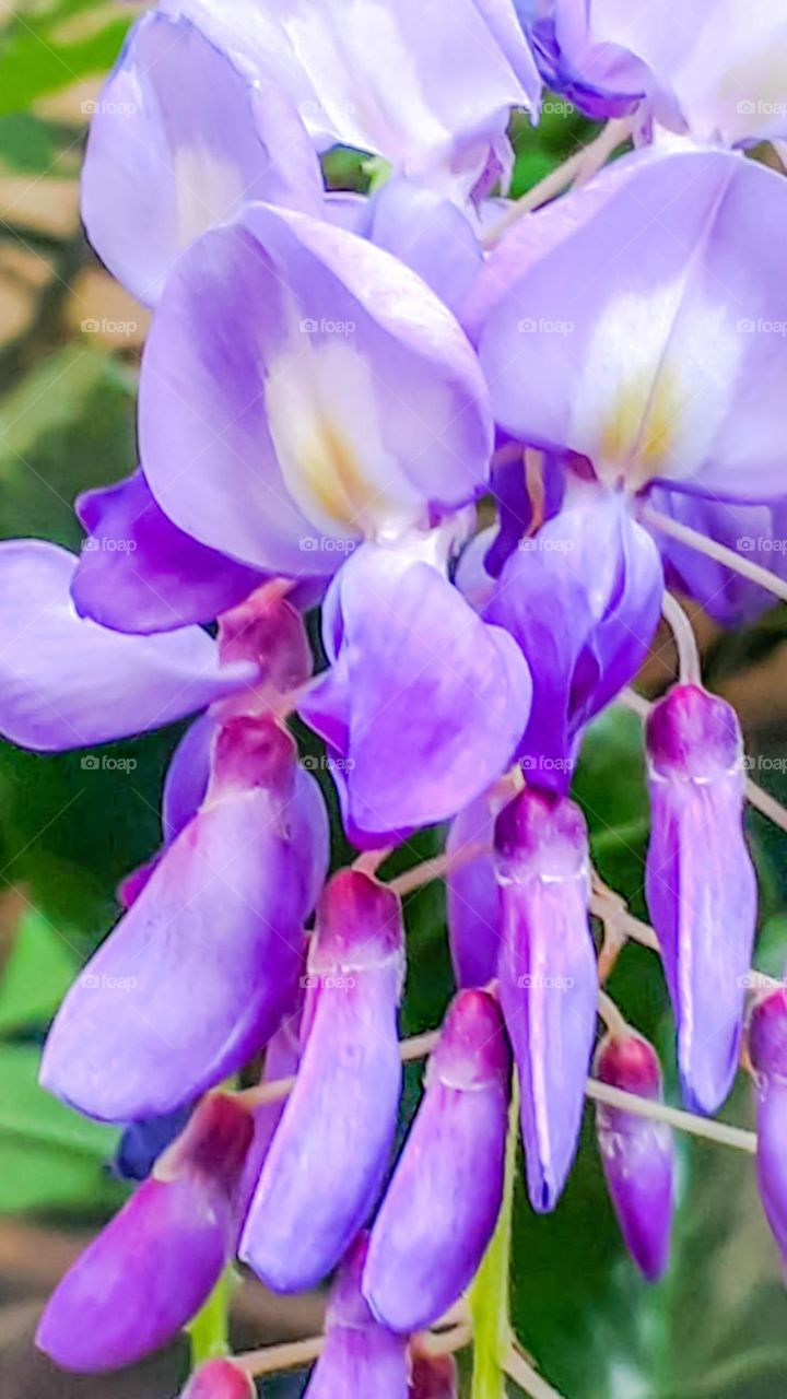 Flower: Wisteria