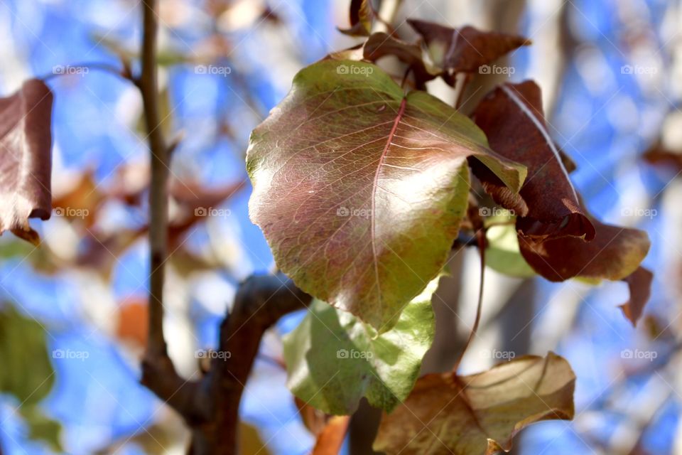 Colorful leaves