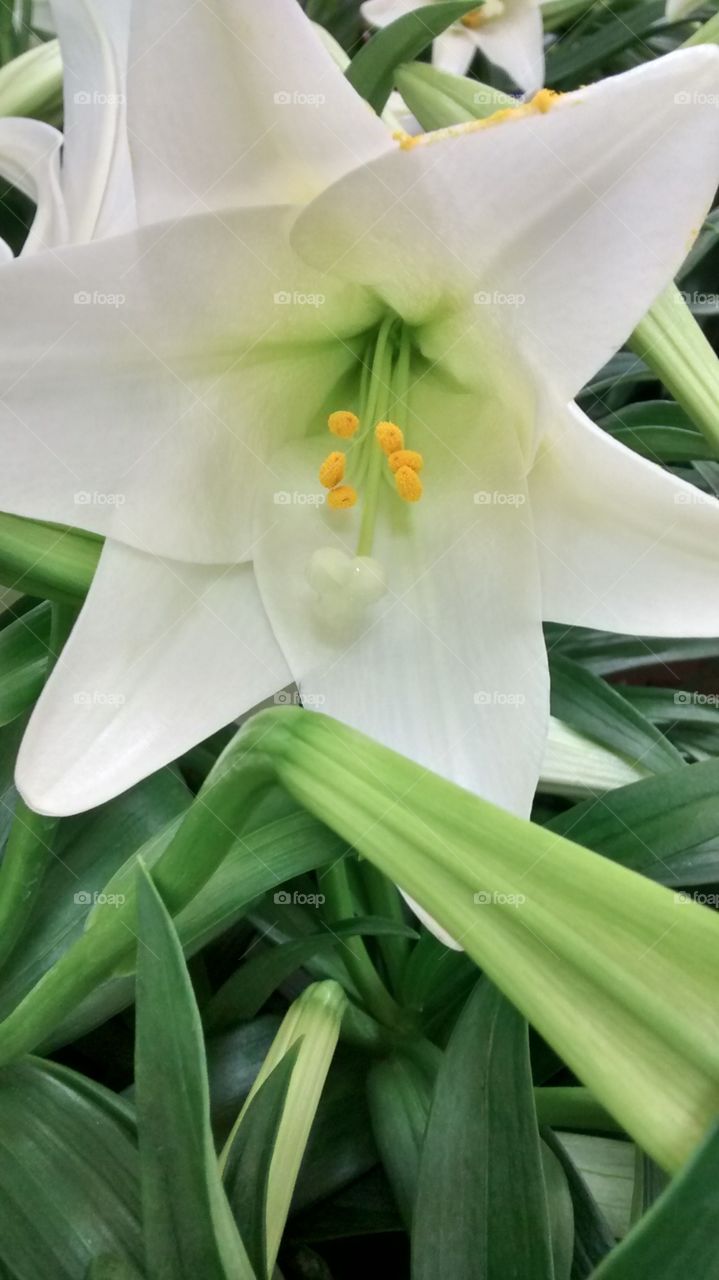 white Spring Blossom