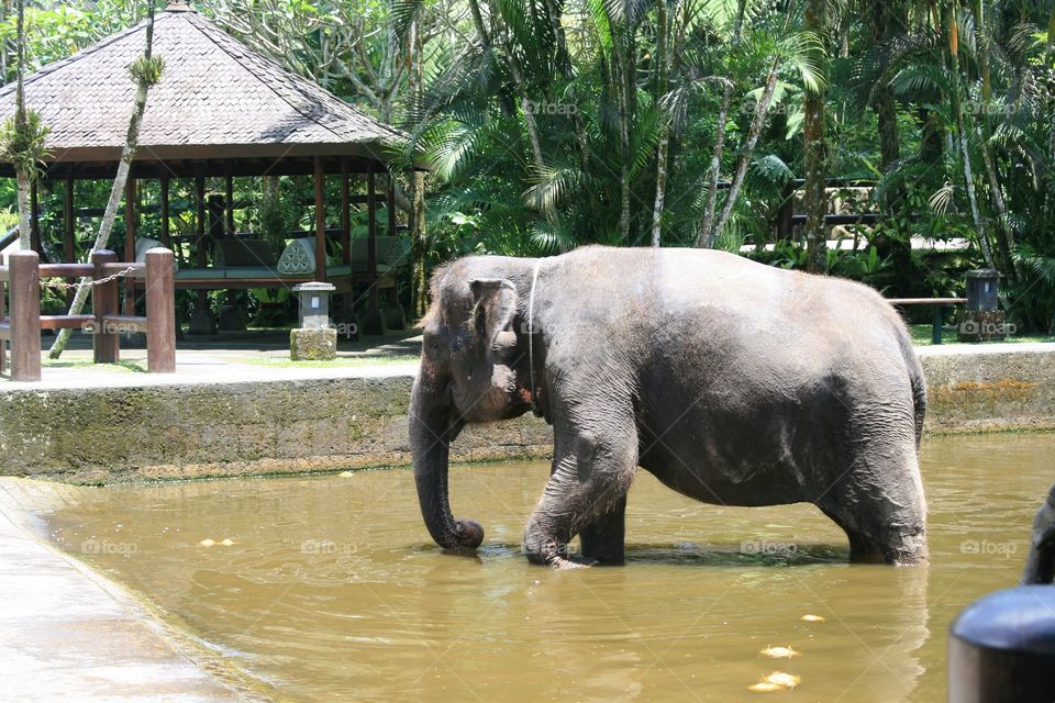 Elephant