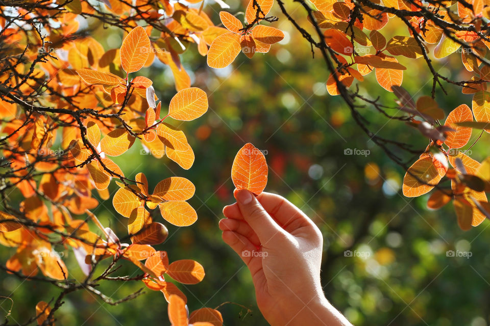 Orange leaves