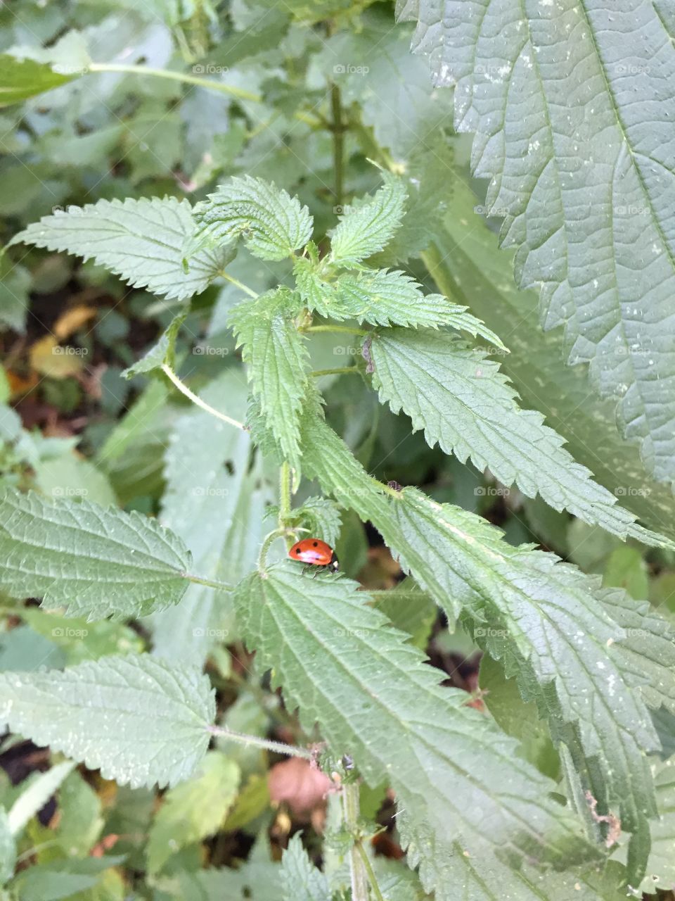 Cute little ladybug on the nettle leaves