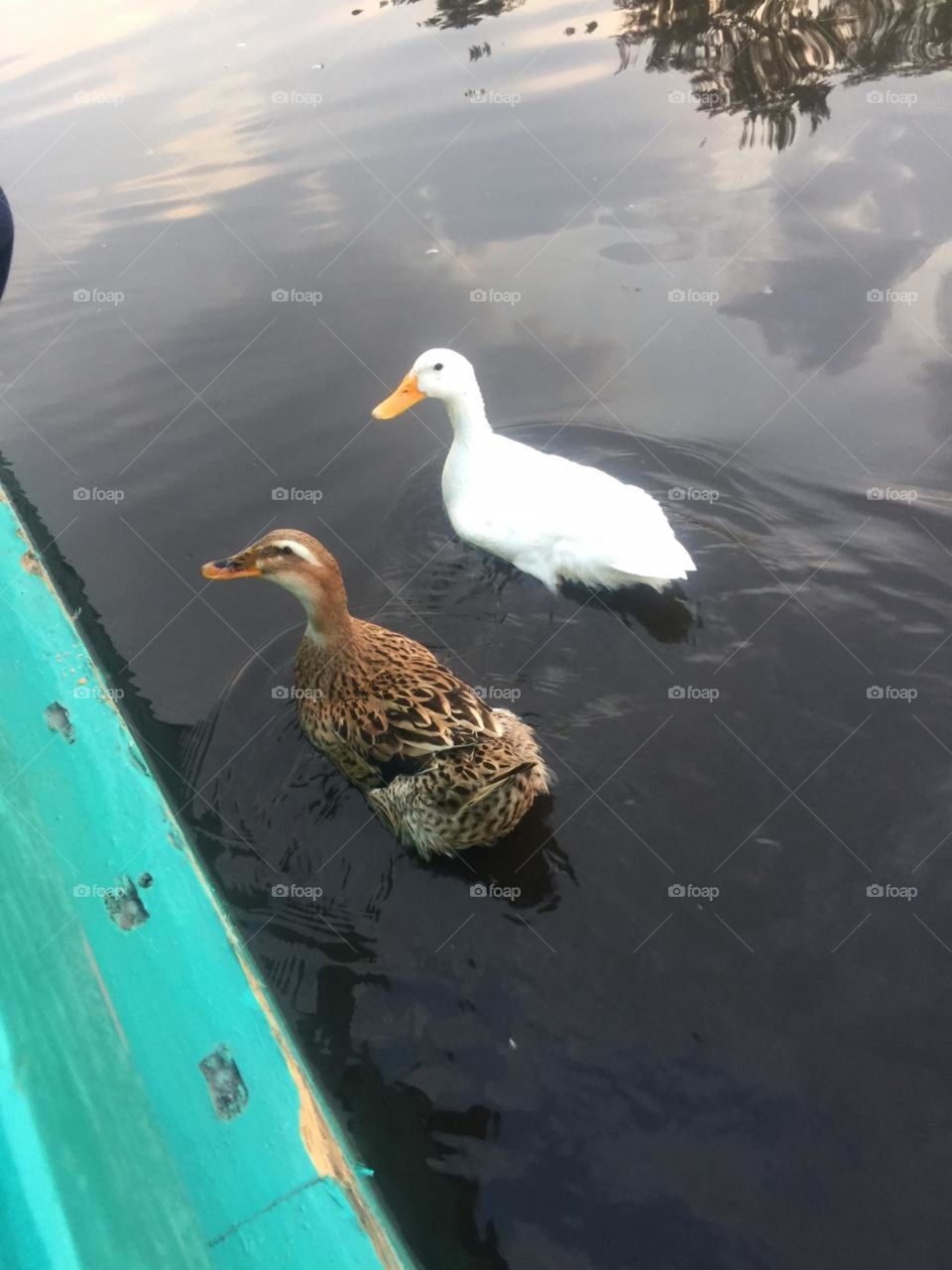 Ducks
