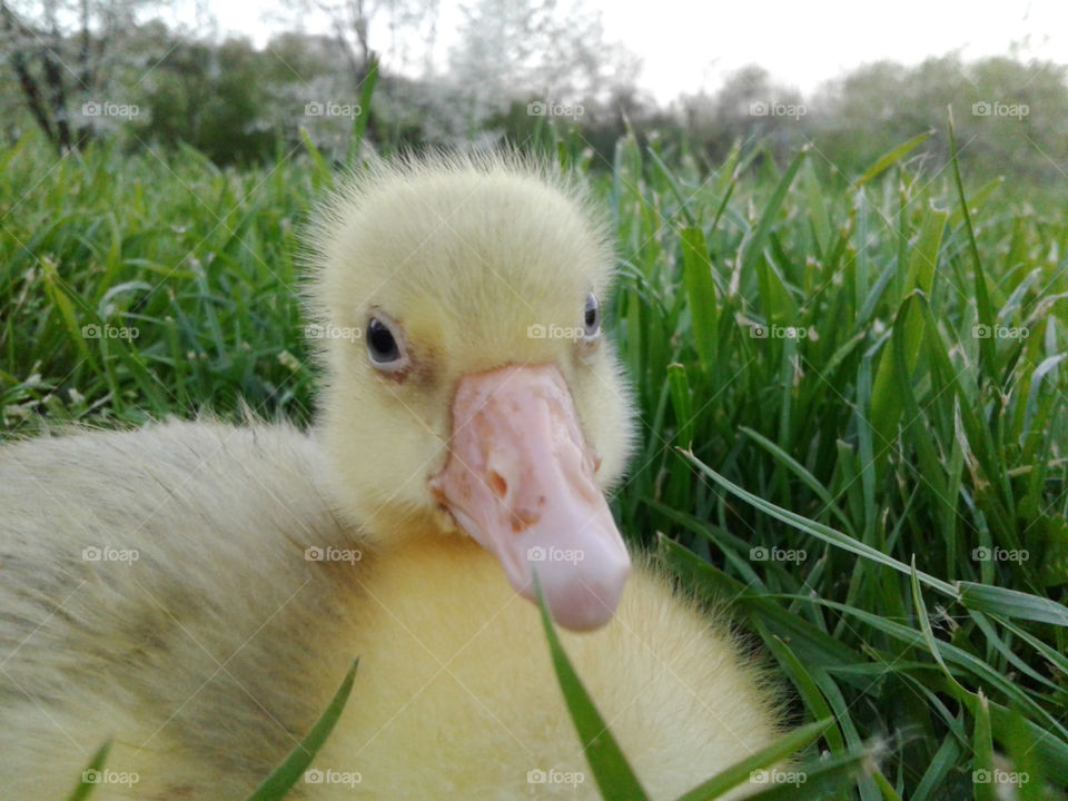 One cute close up photo of small cuteyoung gosling.I love it so much,its gorgeous.