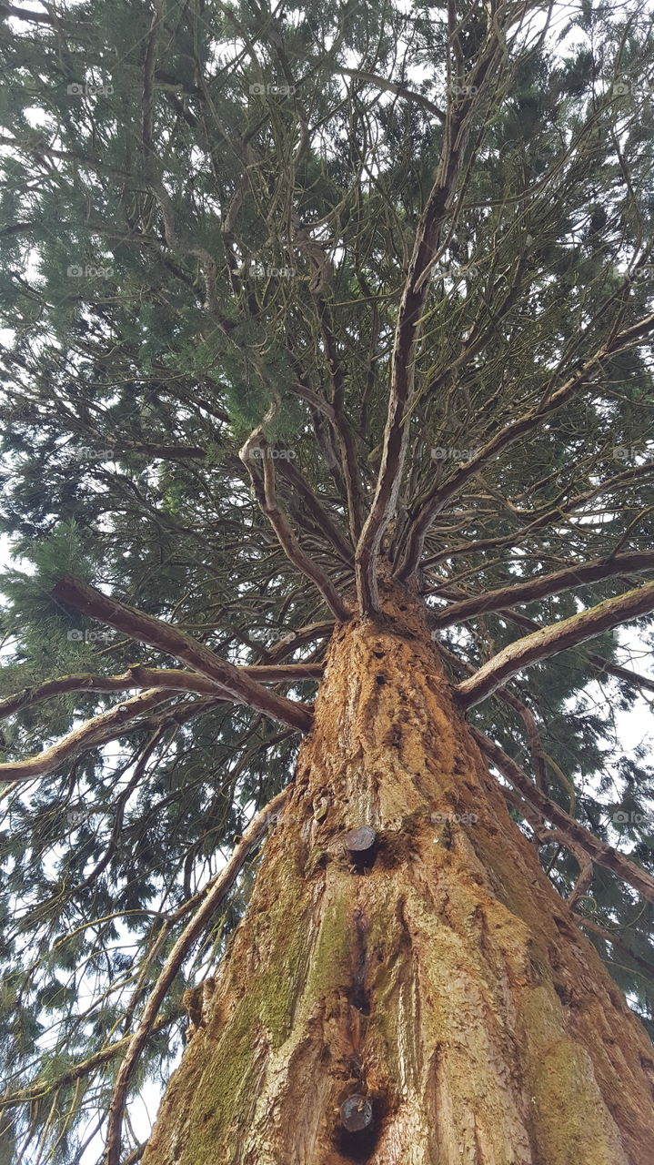 giant redwood