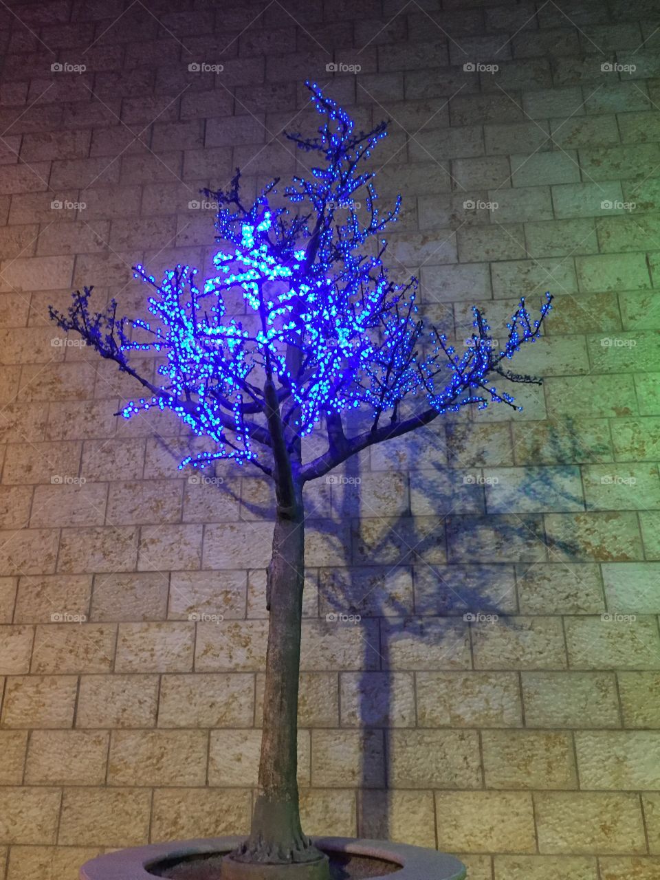 Blue
Tree
Light
Night