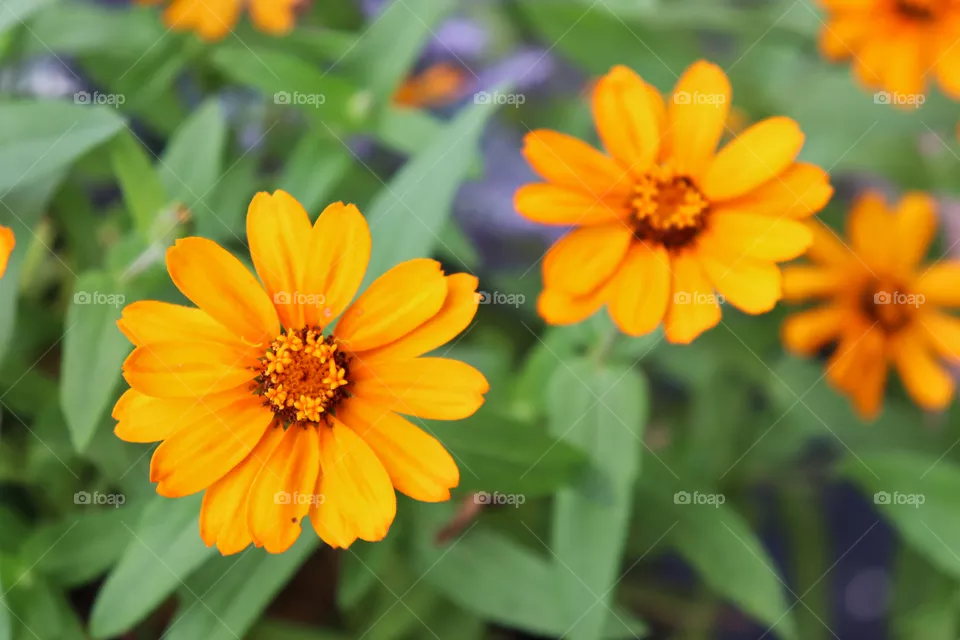 Closeup of three orange zinnia flowers. 
