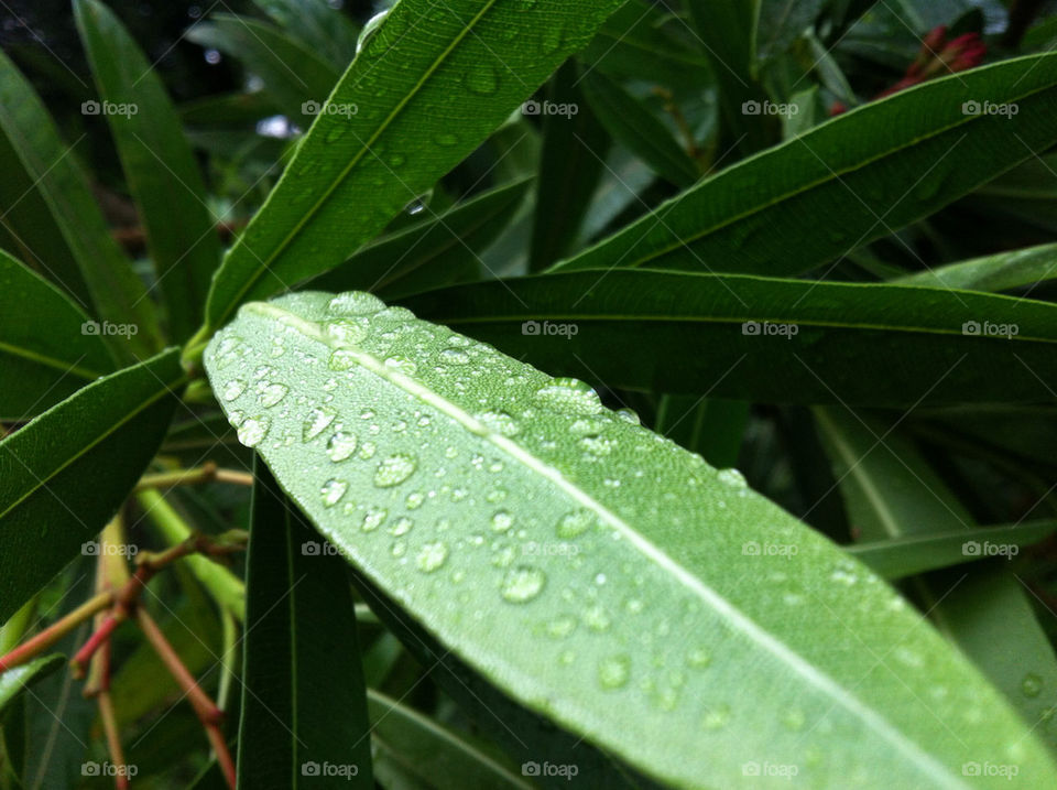 park fresh dew after rain by HIN