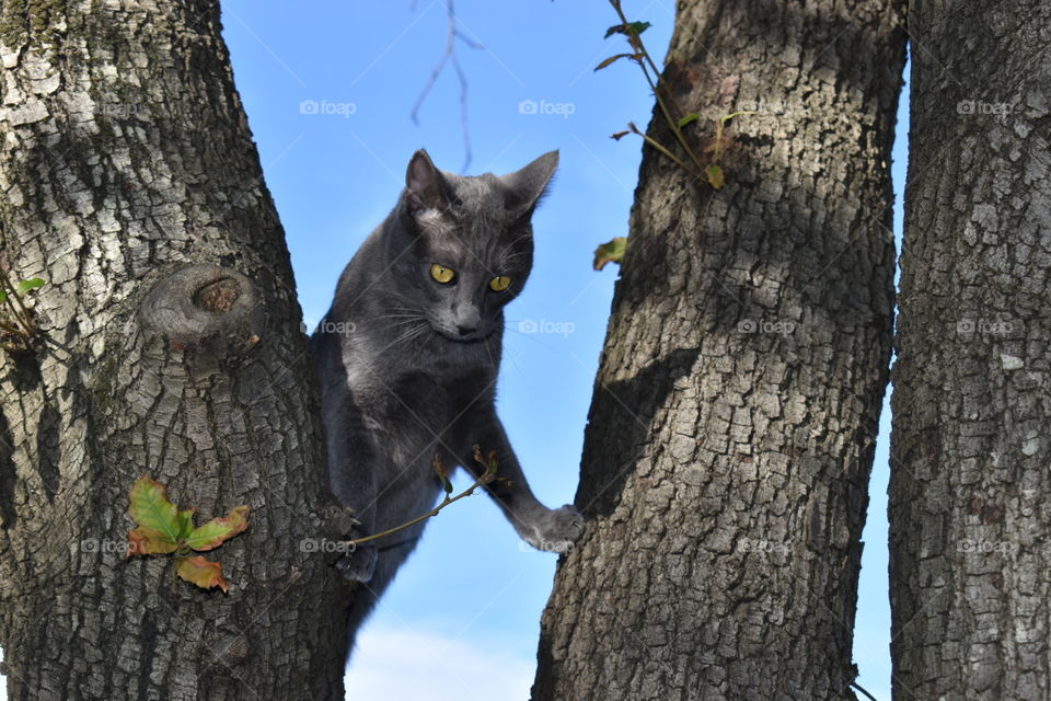 cat is climbing on trees