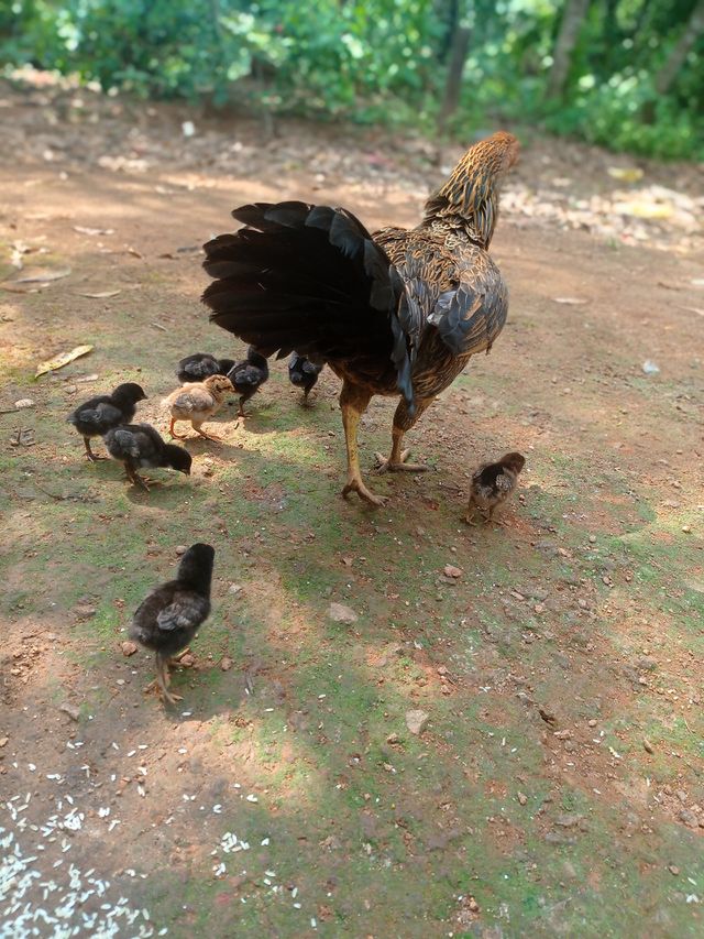 cock