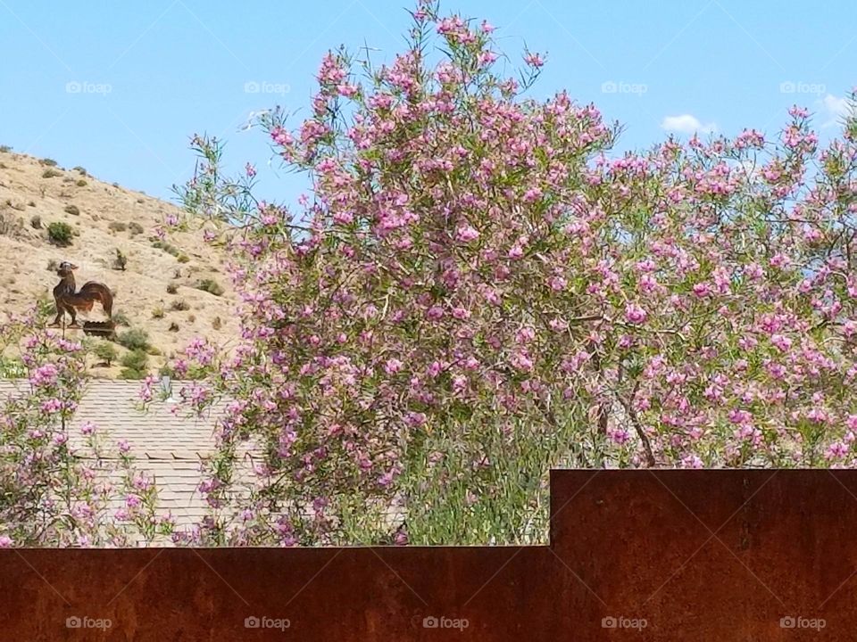 Wood Vs. Metal
rusted iron wall surrounded by flowering trees.