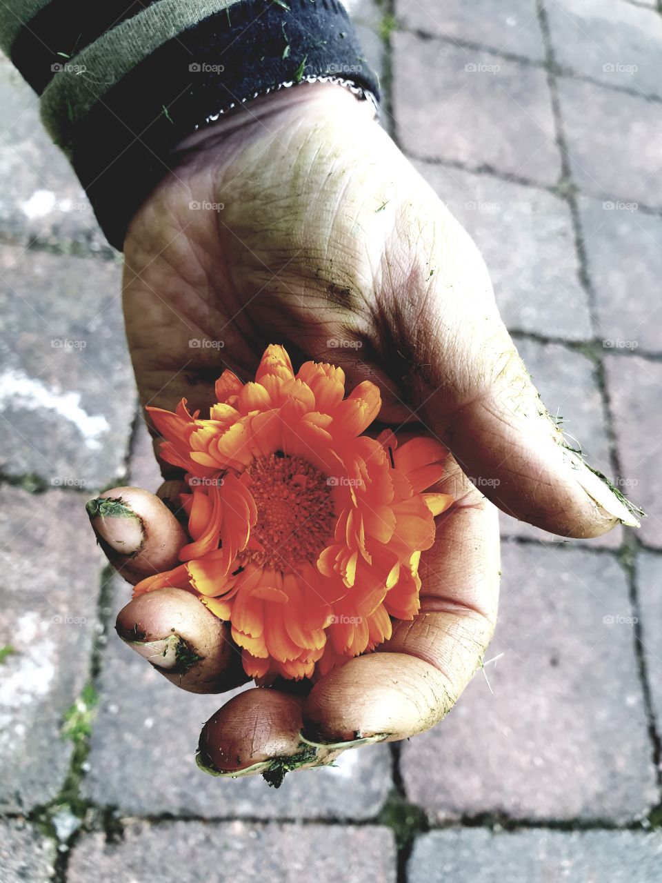 A flower in my hand.