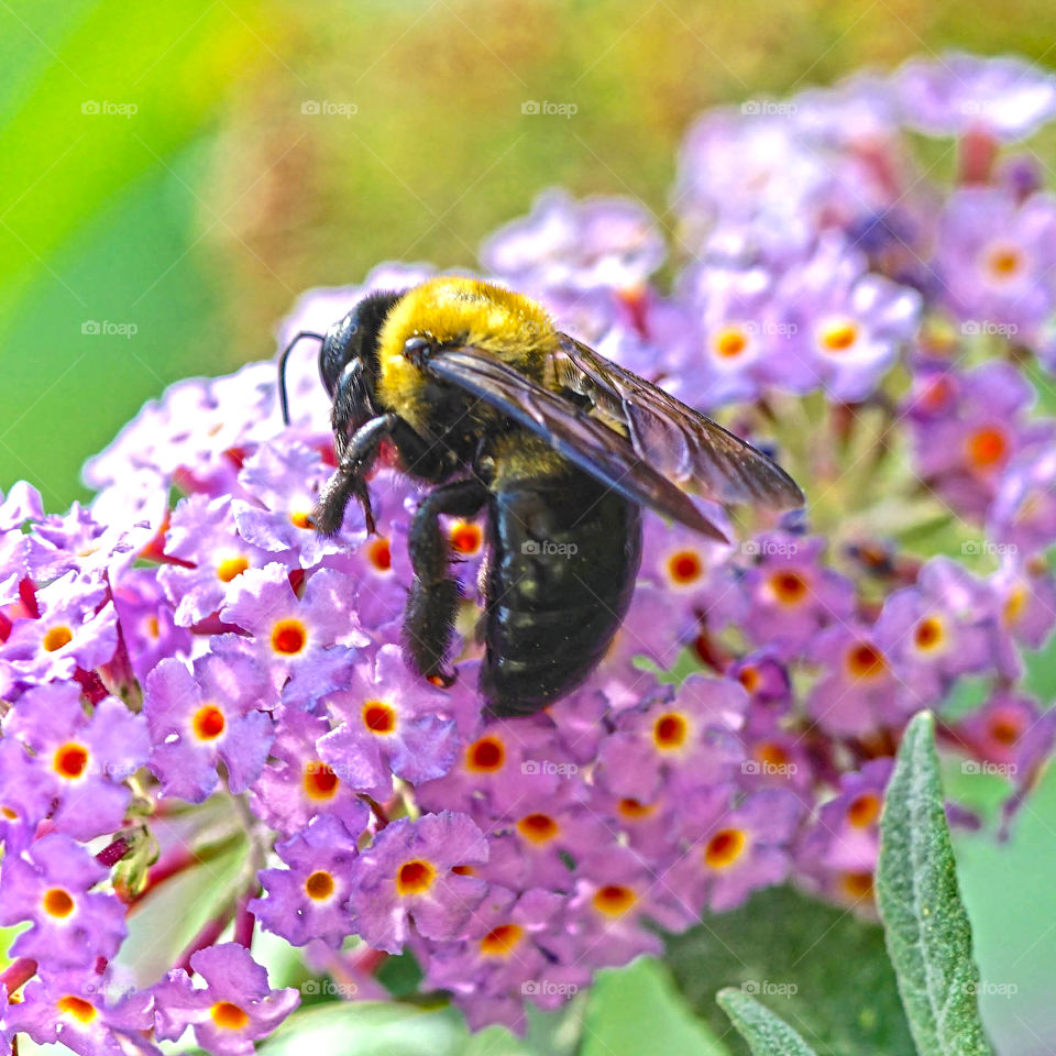 Pollination 