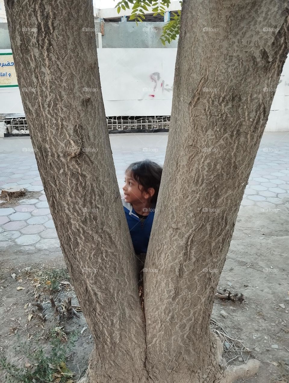 INTERESTING TREE & CURIOUS BOY