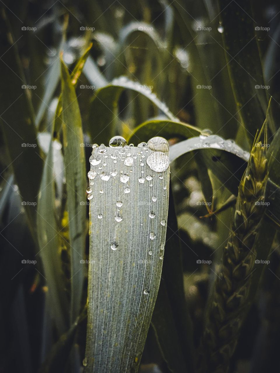 Drops of water after rainy weather that remained on the green leaves of grass