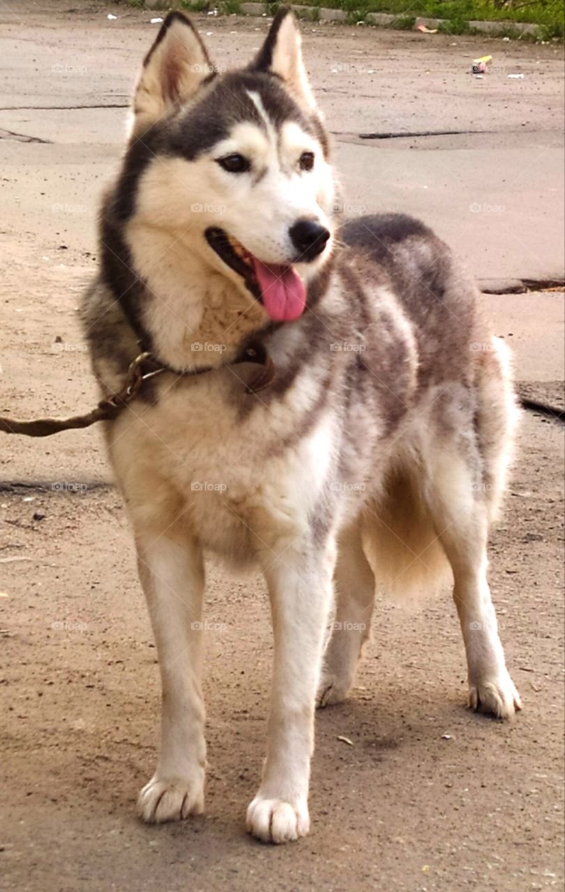 Husky dog ​​on a leash