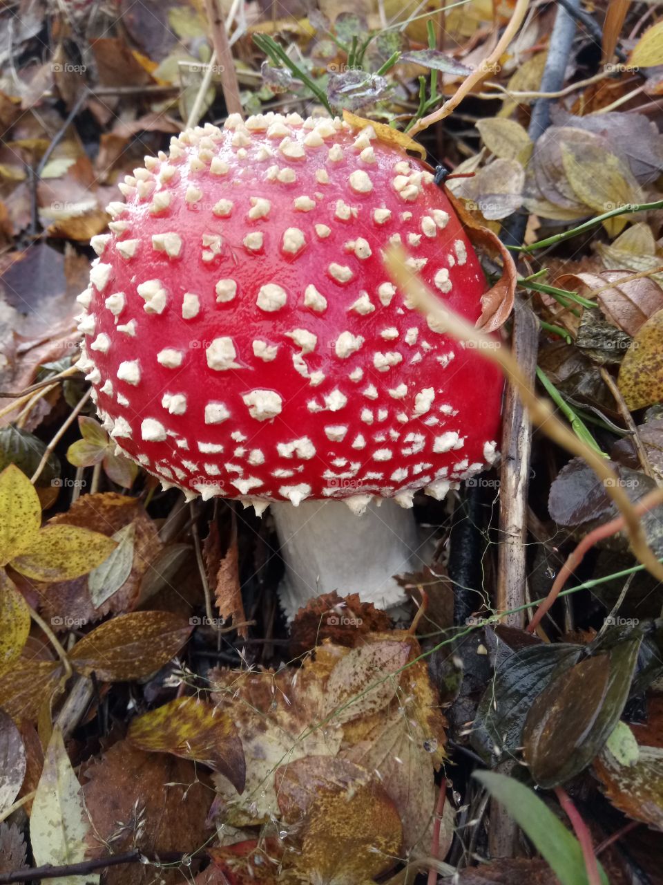 Fly agaric
