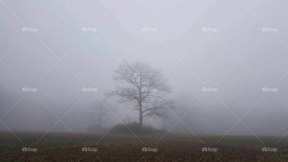 Single tree in fog