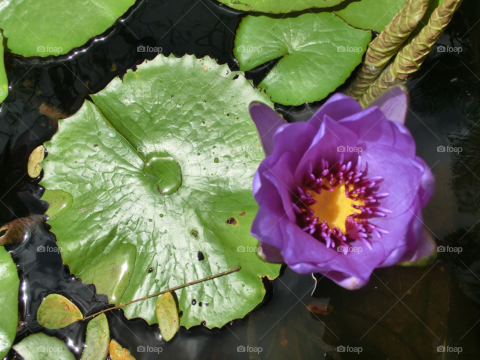 cayman islands pond lilly botanic park by sanjag
