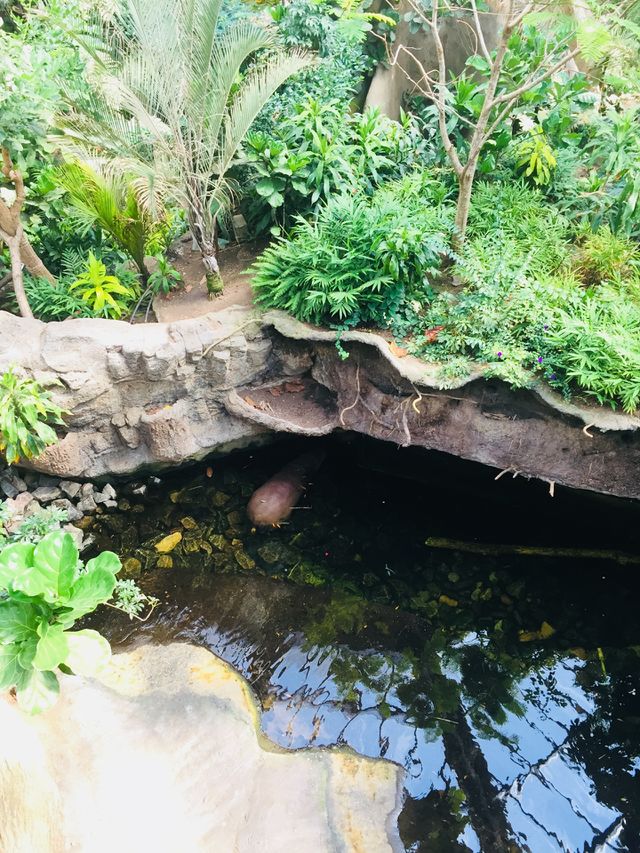🎋🎋