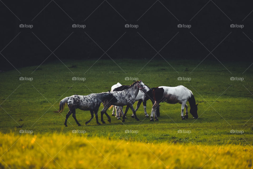 Horses on the field