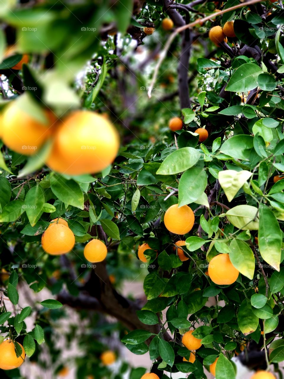Tangerines