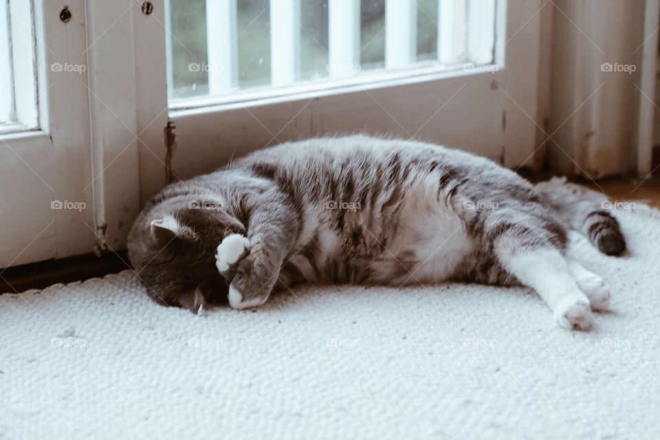 Cozy kitten on the floor