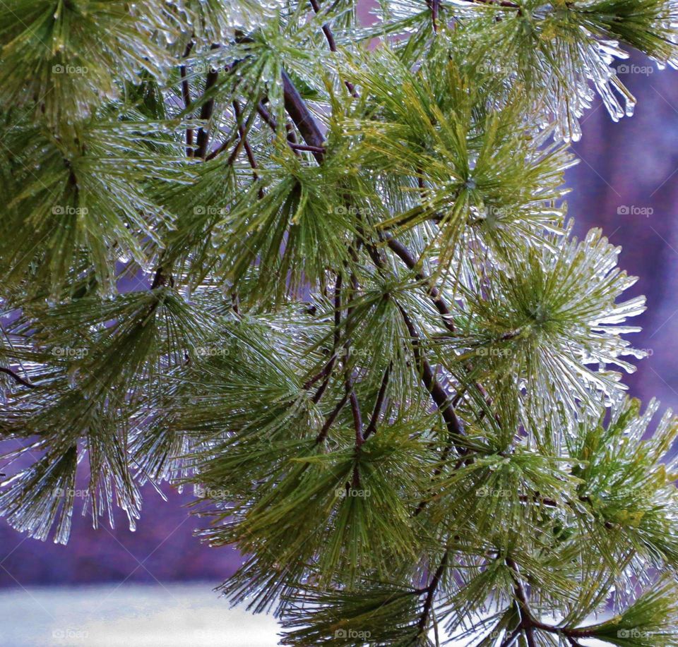 Fir tree after ice storm