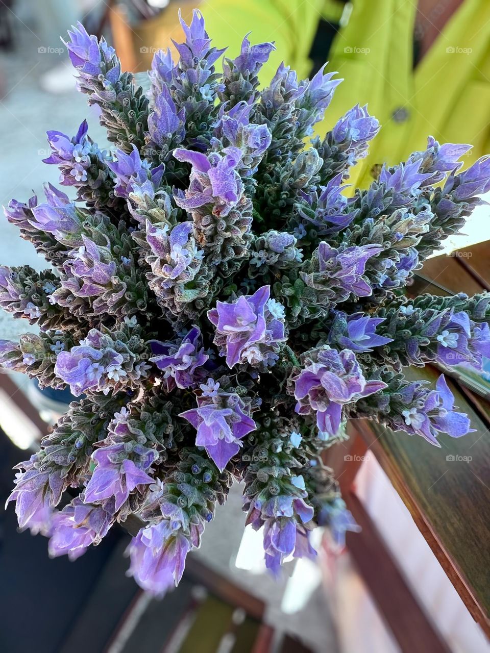 Close-up image of a bouquet of vibrant lavender flowers, displaying shades of purple, delicate flowers and green stems, with an aerial perspective and natural sunlight illuminating the petals.